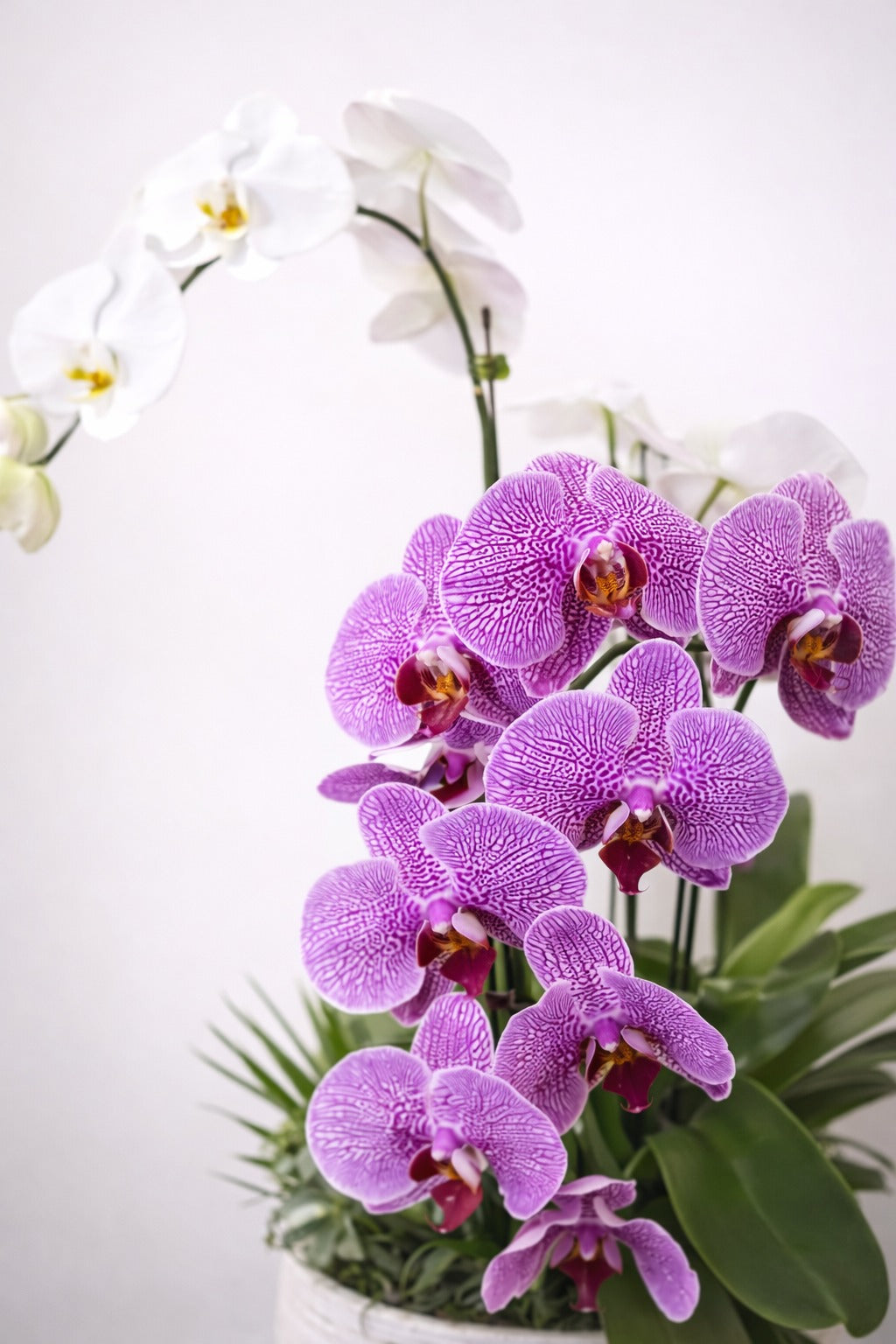 Terra Bella Signature Orchids