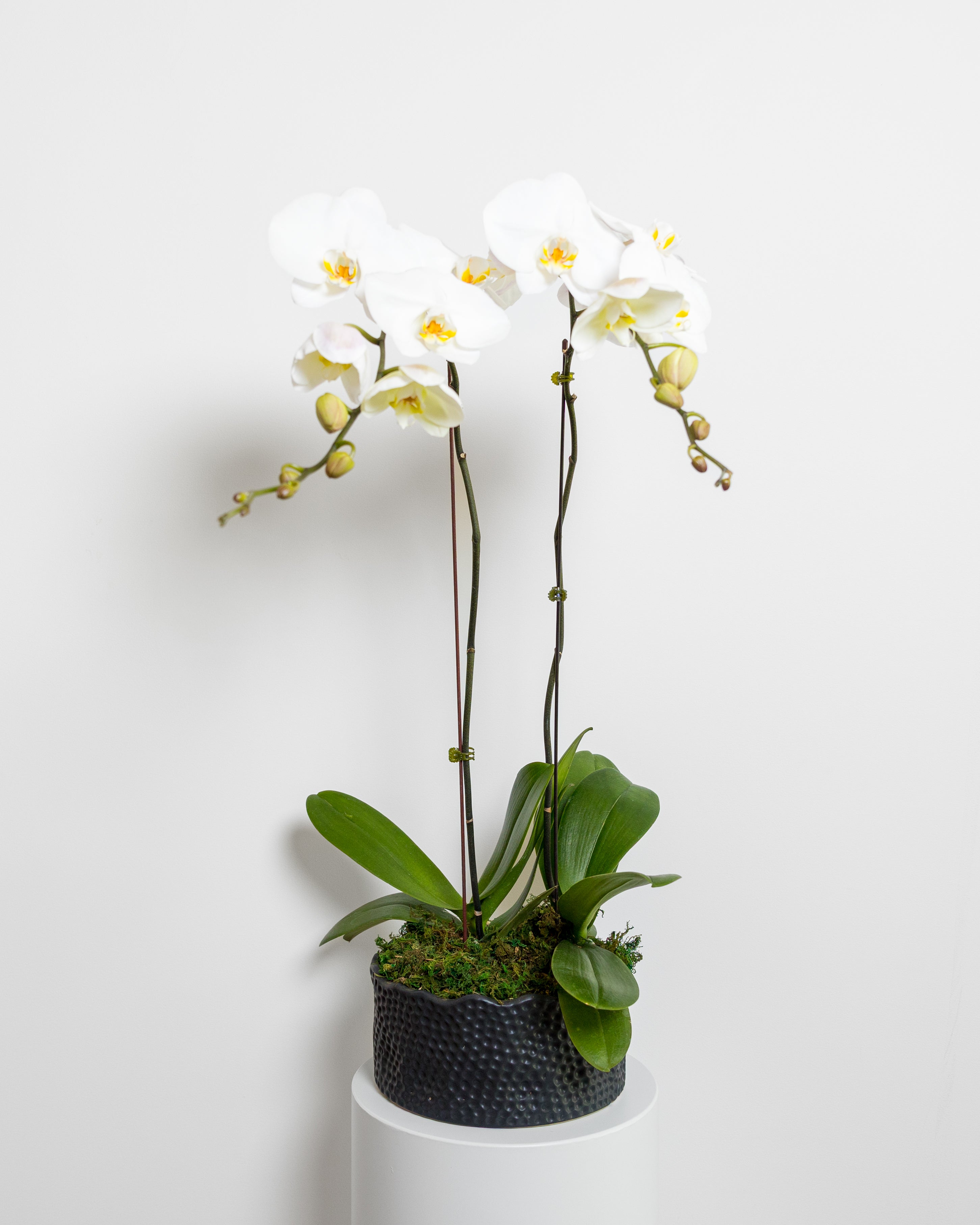 Zenith Phalaenopsis