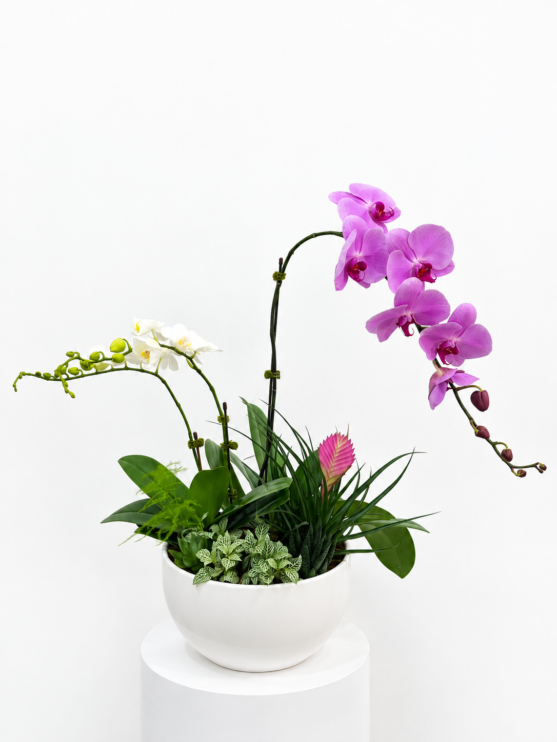 Orchid Embrace