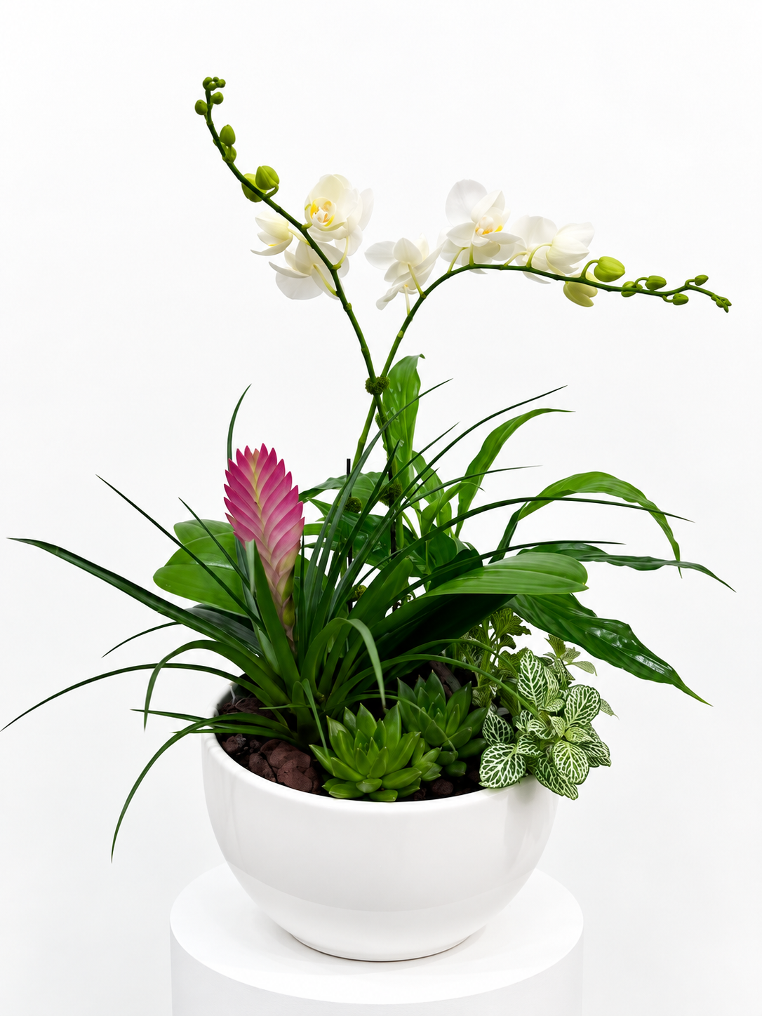 Serene Orchid