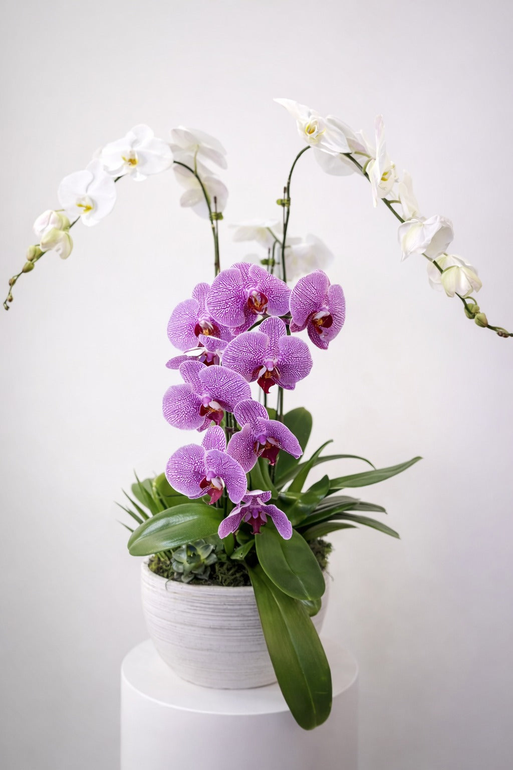 Terra Bella Signature Orchids